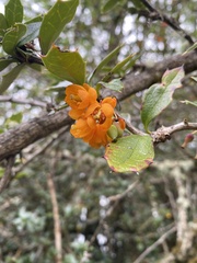 Berberis ilicifolia