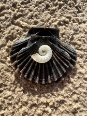 Spirula spirula