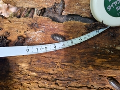 Oniscidea