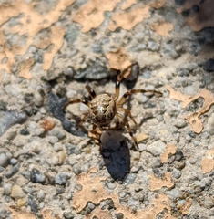 Larinioides cornutus