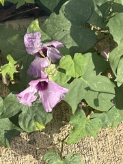 Ipomoea cordatotriloba