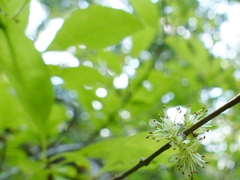 Forestiera ligustrina
