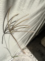 Eleusininae
