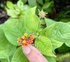 Lantana camara image