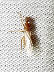 Dorymyrmex flavus