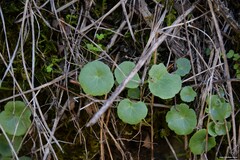 Umbilicus rupestris
