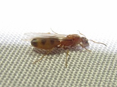 Dorymyrmex flavus