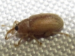 Lignyodes helvolus