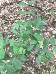 Styphnolobium affine