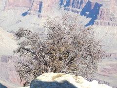 Amelanchier utahensis