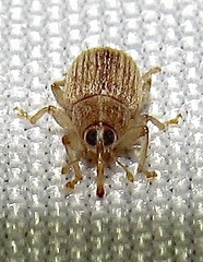 Lignyodes helvolus