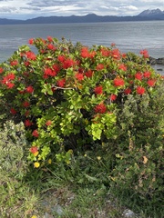 Embothrium coccineum