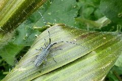 Agapanthia villosoviridescens