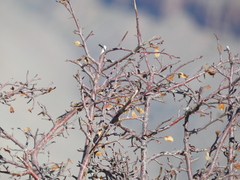 Amelanchier utahensis