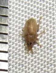 Lignyodes helvolus