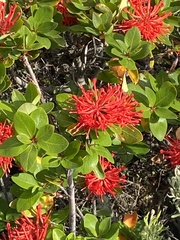Embothrium coccineum
