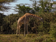 Giraffa camelopardalis tippelskirchi