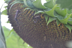 Leptoglossus phyllopus