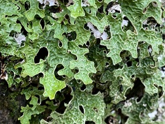Lobaria pulmonaria