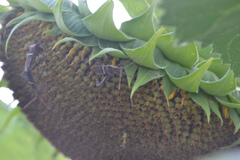 Leptoglossus phyllopus