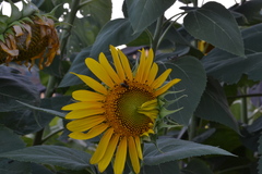 Melissodes trinodis