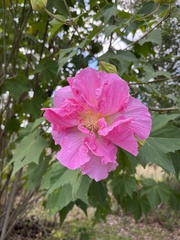 Hibiscus mutabilis