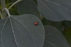 Harmonia axyridis