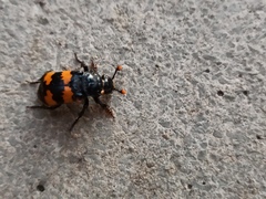 Nicrophorus interruptus
