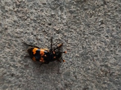 Nicrophorus interruptus