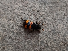 Nicrophorus interruptus
