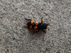 Nicrophorus interruptus