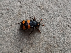 Nicrophorus interruptus
