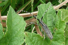 Agapanthia villosoviridescens