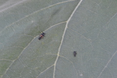 Harmonia axyridis