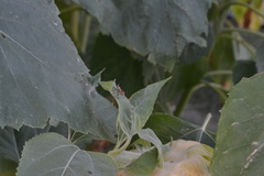 Zelus longipes