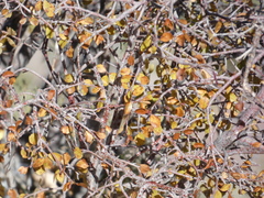 Amelanchier utahensis