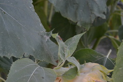 Zelus longipes