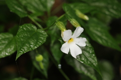 Thunbergia