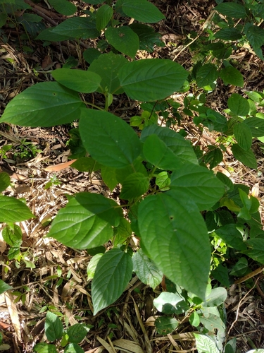 Image of Hovenia dulcis by (c) Lucas Kaminski, some rights reserved (CC BY)