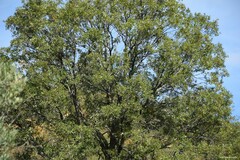 Quercus faginea