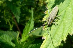Agapanthia villosoviridescens