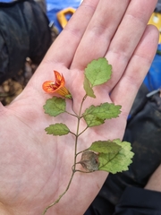 Rhabdothamnus solandri