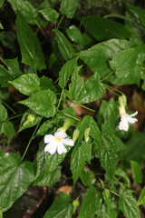 Thunbergia