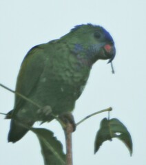 Pionus menstruus