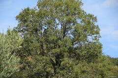 Quercus faginea