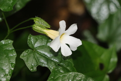 Thunbergia