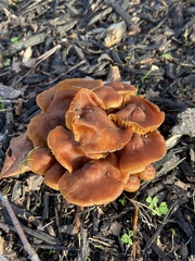 Gymnopus brassicolens