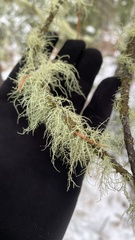 Usnea hirta