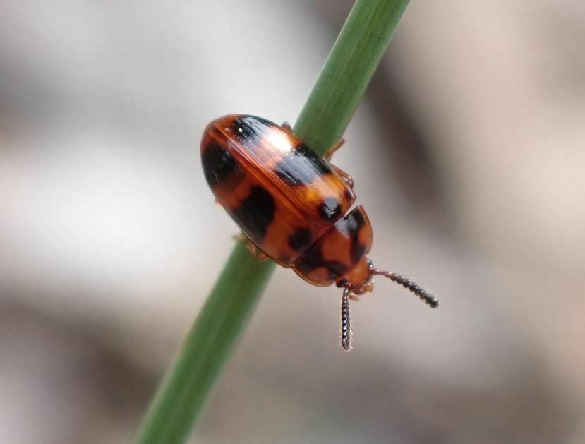 Spiloscapha thallioides