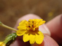 Holocarpha virgata virgata